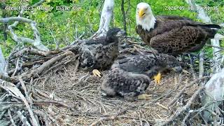 Glen Hazel (Hays) Eagles-GH4 eats the carp swim bladder 🫣! 05-08-2026