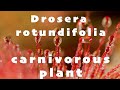 Drosera rotundifolia - carnivorous plant