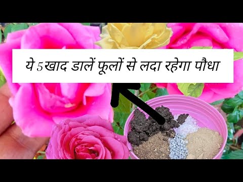 अप्रैल में गुलाब के पौधे में डालें ये 5 खाद फूलों से लदा रहेगा पौधा #trendingvideo #krishnagarden