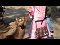 More deer feeding at nara