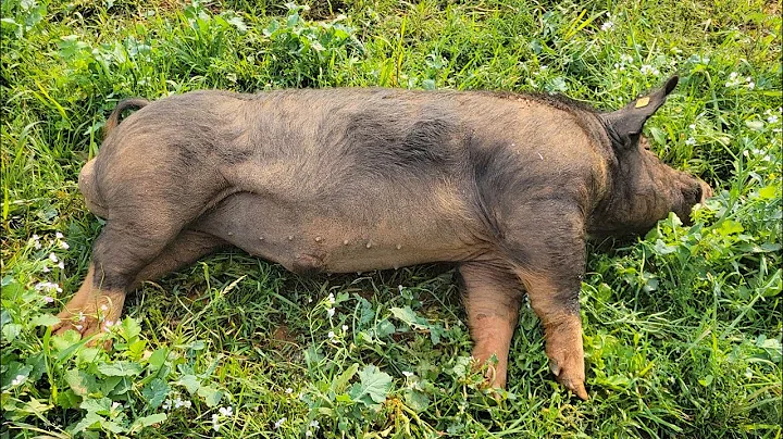 Boar likes his belly rubbed