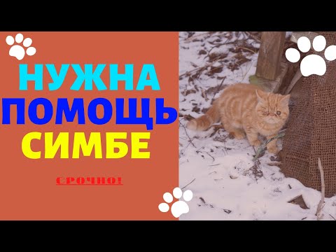 НУЖНА ПОМОЩЬ СИМБЕ HELP