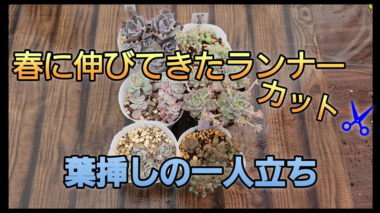 オウンスローって綴化しやすい？ゆるりと多肉事 - YouTube