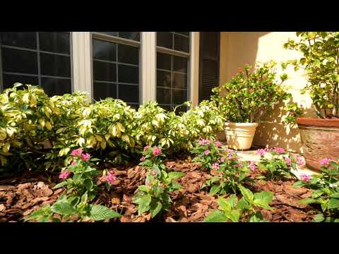 460 Althea Rd, Belleair, FL home video tour