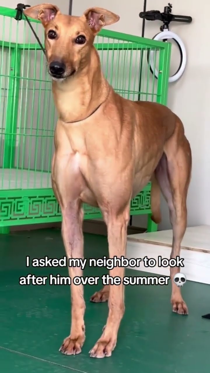 Doggyo having a buff summer after chilling with prvnci