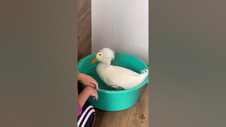 WHAT IS IT LIKE TO TAKE CARE OF A DUCK AT HOME? *his routine*