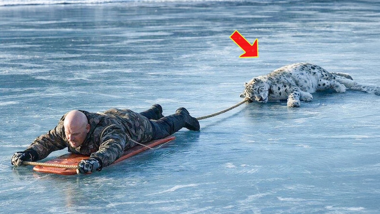 Der Mann rettete einen Schneeleoparden mit einem Brett aus dem dicken Eis, aber dann...