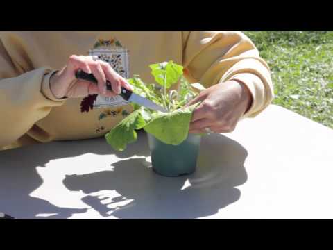 Video: Gerbera Daisy -istutusopas: Gerbera Daisy -kukkien kasvattaminen