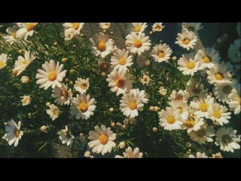 Birdy Ghost In The Wind 