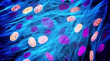 Click-iT® Plus EdU Proliferation Assay