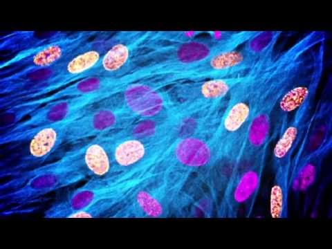 Video: Epanorin, Ein Flechtensekundärmetabolit, Hemmt Die Proliferation Von MCF-7-Brustkrebszellen