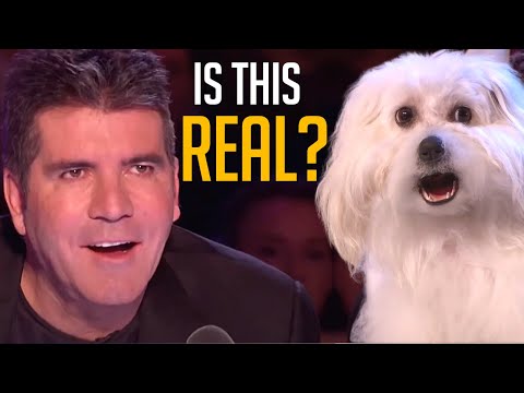 Talking Dog on BGT Is Everything Simon Cowell EVER Wanted!