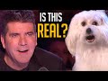 Talking Dog on BGT Is Everything Simon Cowell EVER Wanted!