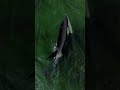 Orca Hunts Prey In Shallow Waters