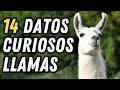 14 Datos Curiosos de las Llamas (Lama Glama) - ¿Es verdad que tienen 3 estómagos?