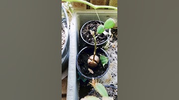 10 days timelapse of an avocado tree