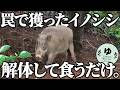 農家さんを困らせるイノシシを捕獲して食うだけ。