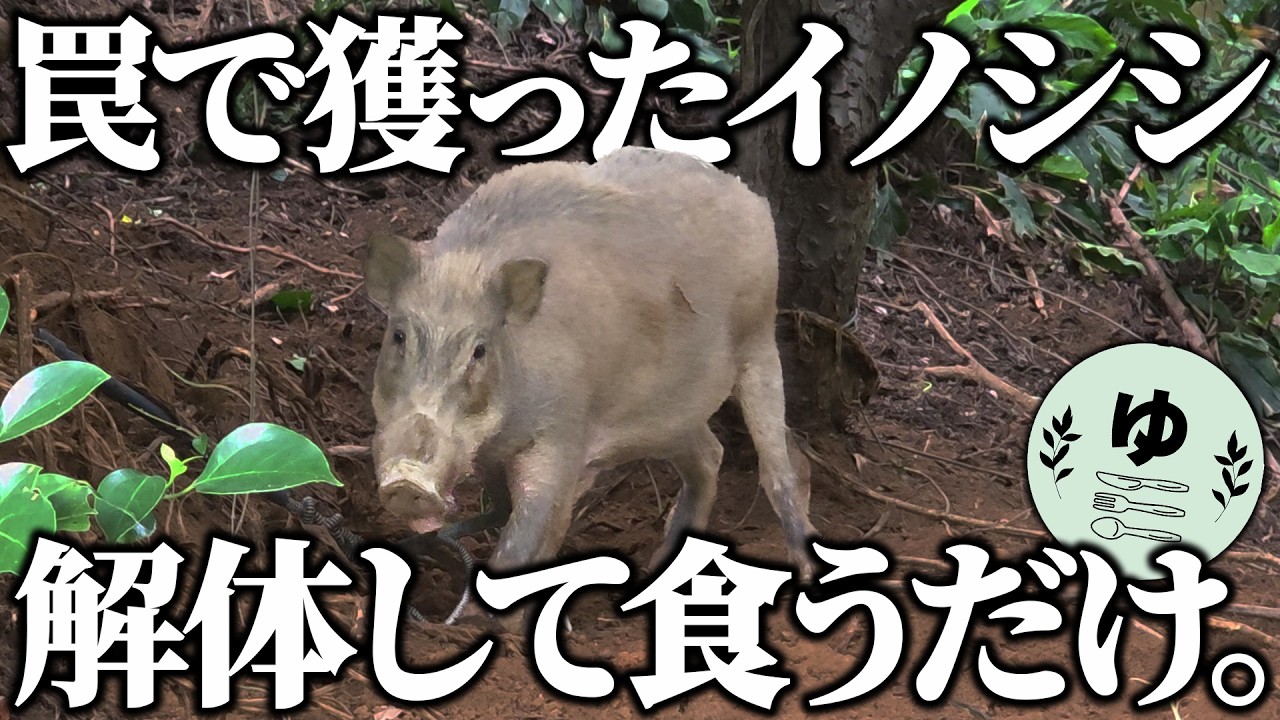 農家さんを困らせるイノシシを捕獲して食うだけ。