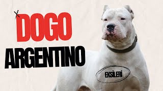 DOGO ARGENTINO NASIL BİR KÖPEK? DOGO ARGENTINO ALMADAN ÖNCE NELERE DİKKAT ETMELİYİM?