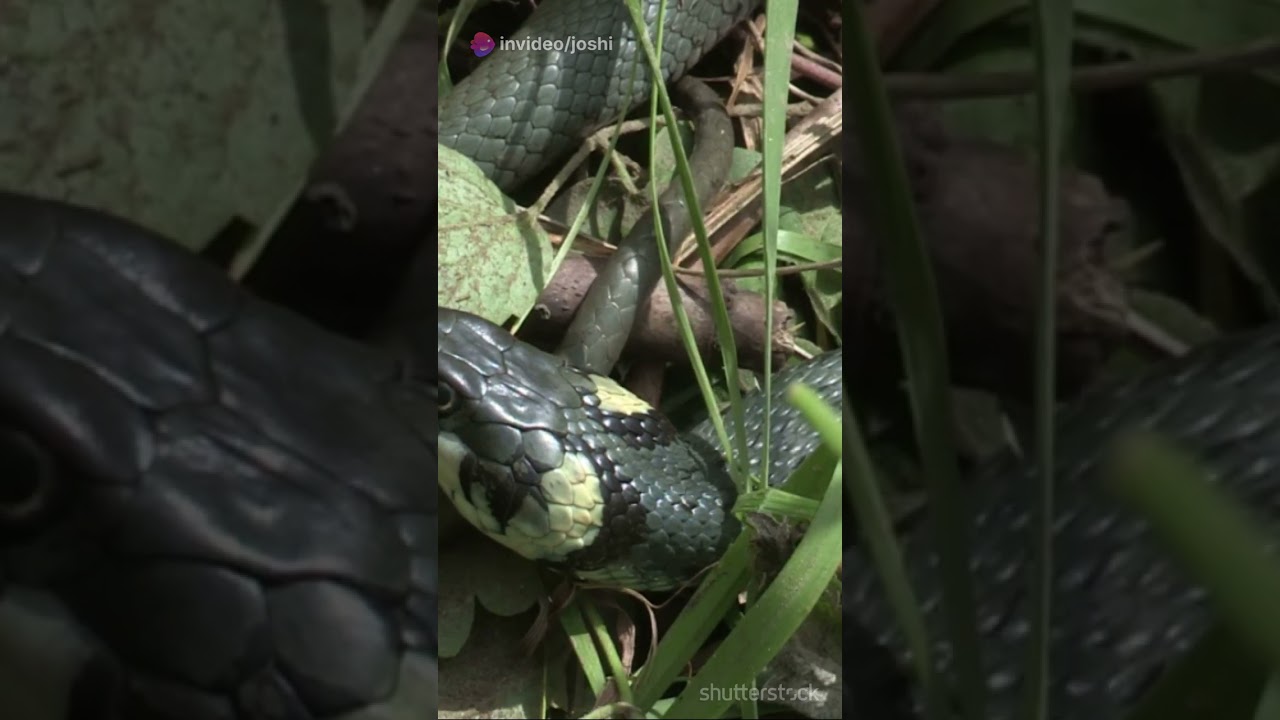 Myth Busted  Milk for Snakes