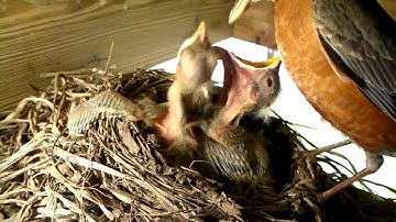 Red-Breasted Robins - From Eggs to Empty Nest