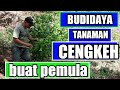 TANAMAN CENGKEH UMUR 1 BULAN