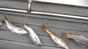 fish cleaning machine/fish scale removing machine