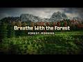 Just Breathe… Let the Forest Wake You Gently 🌿 Birdsong &amp; Forest Ambience (No Talking)