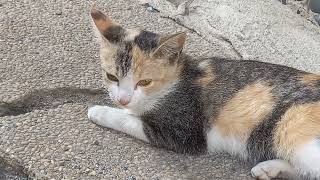 Relaxing | Warehouse cats