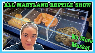 ALL MARYLAND REPTILE SHOW (June 2021) Full Capacity and Tons of Animals! Reptile Expo | Ball Pythons