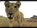 Lion Cub Hits a GoPro Camera | The Lion Whisperer