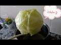 سوف تعشق الملفوف بعد مشاهدتك لهذا الفيديو
You will love cabbage after watching this video