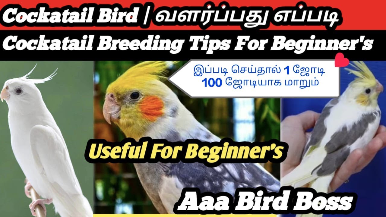 Cockatiel Bird 1 ஜோடியை 100 ஜோடியாக மாற்றும் Secret Breeding Tips | Beginner to Pro Guide | Tamil