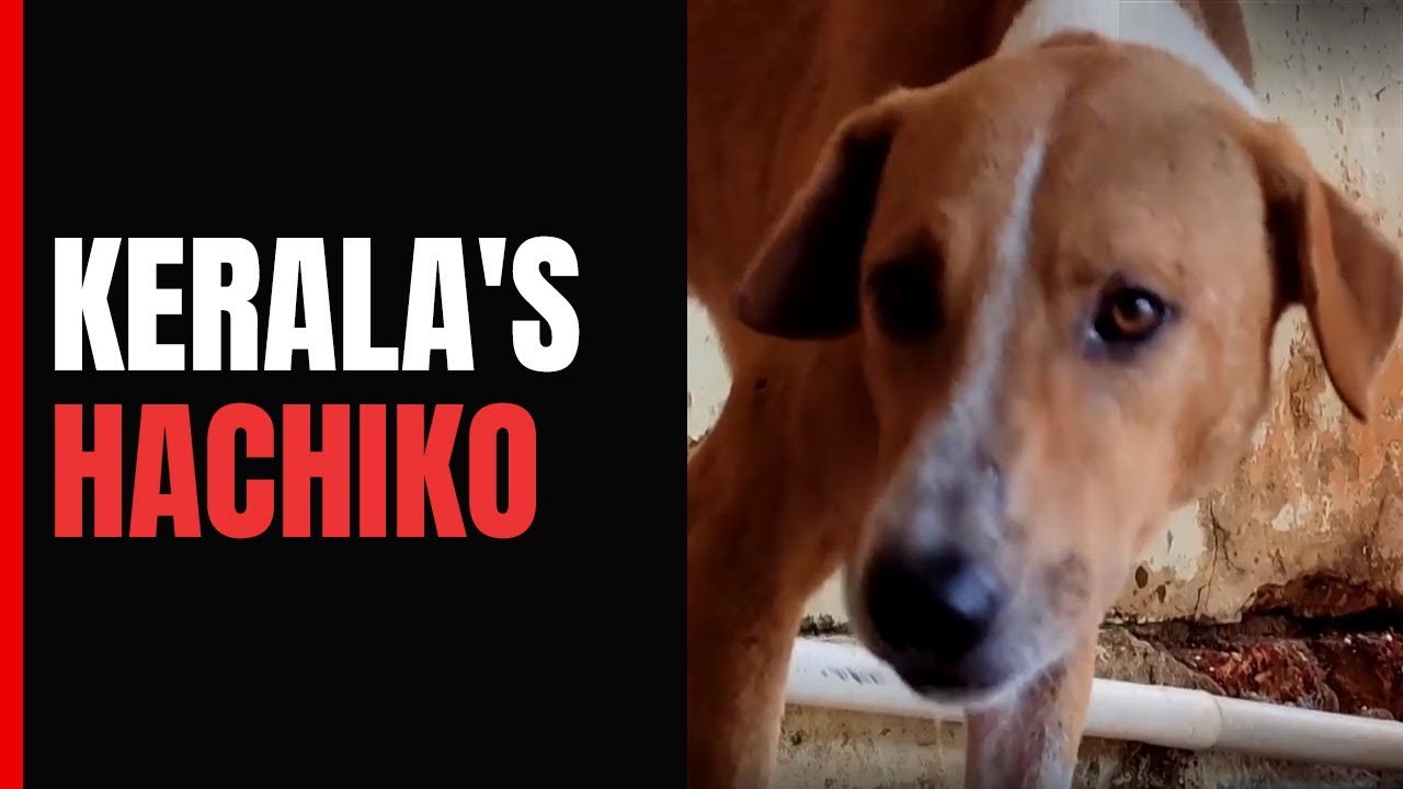 "Kerala's Hachiko" Video Of Dog Waiting For Dead Owner Moves