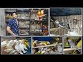 2024 new bird aarive finches conure cocktail africanlovebird