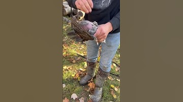 Cleaning a grouse! #hunting #outdoors