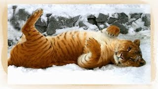 Лигры - самые крупные кошки на Земле Лигры - самые крупные кошки на Земле