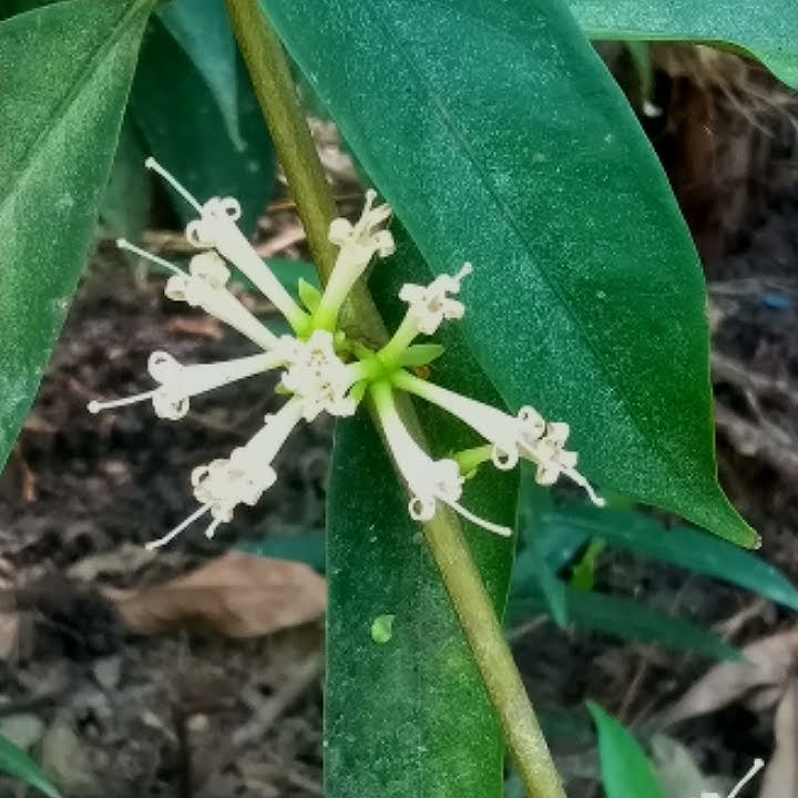 #flora god crown flower ( bunga mahkota dewa) di daerah kalian apa namanya ?..