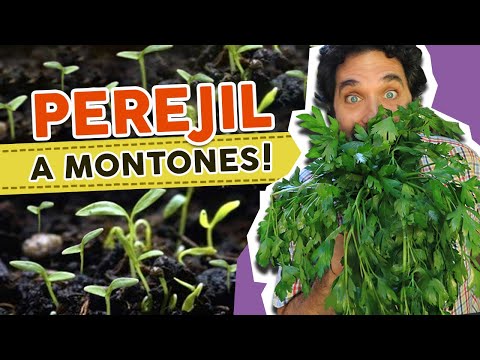 Video: Plantas de perejil demasiado grandes: razones por las que las plantas de perejil se caen