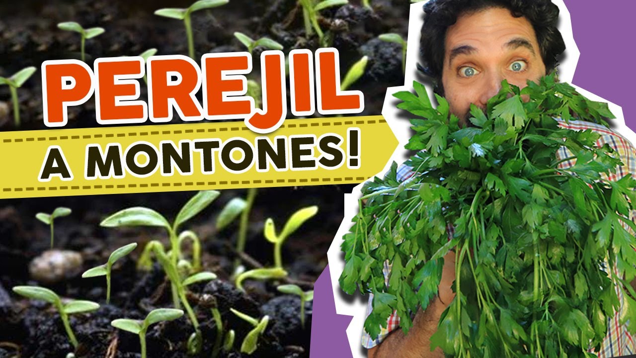 Por qu� Debes plantar Perejil en tu huerto? Como Sembrar Perejil, Cuidados, Poda y Cosecha