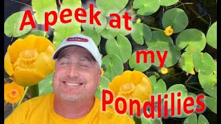A Peek at My Pondlilies