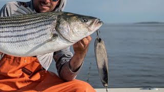 Flutter Spooning Striped Bass RI May 2023