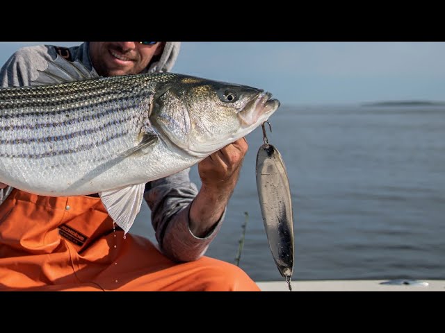 Alan's Custom Lures Needlefish — Shop The Surfcaster