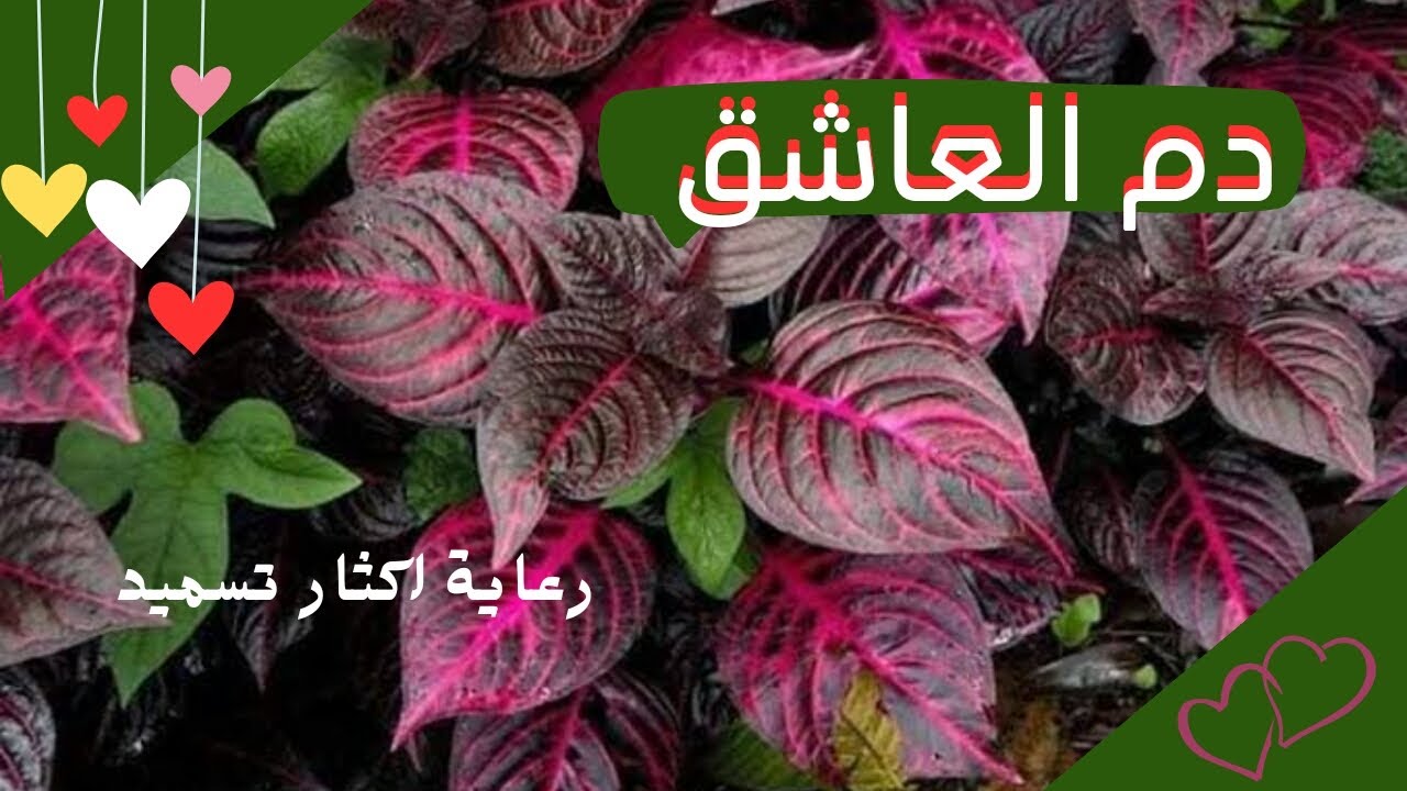 نبات دم العاشق (آرسين أحمر)، رعاية مثالية تكاثر ناجع وسهل وأستخدامات مذهلة