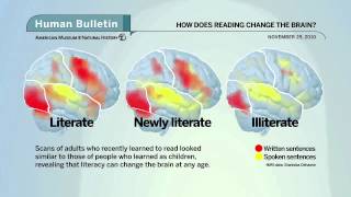 Science Bulletins: How Does Reading Change the Brain?