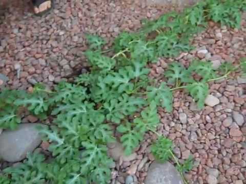 Gardening Las Vegas Style in Desert Landscaping 1 Month update #7 - YouTube