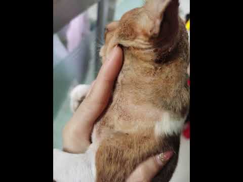 视频: 皮肤癣菌病（癣）和你的宠物