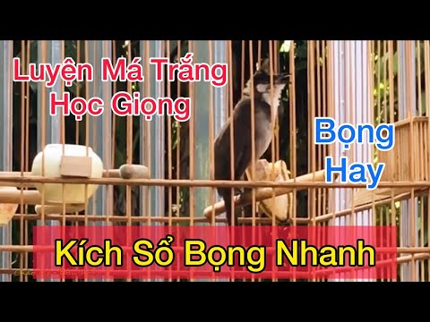 Video Kích Chào Mào Má Trắng Nhanh Sổ Bọng, Chào Mào Má... - youtube
