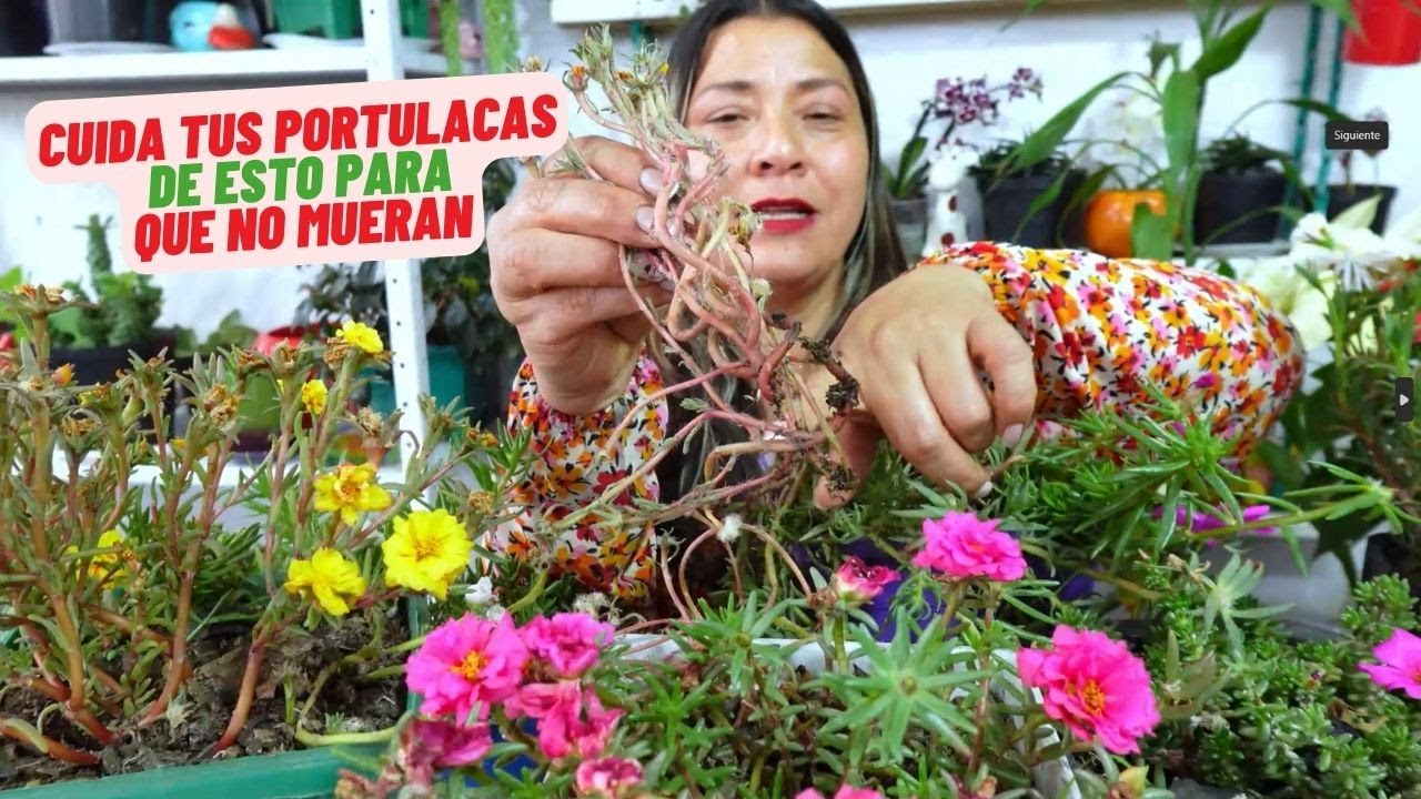 Problema De Portulacas, Ten Cuidado Para Que No Mueran 