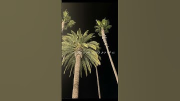 (ليس عليك هداهم ولكن الله يهدي من يشأ) *سورة البقره*#ماهر_المعيقلي. 🤍